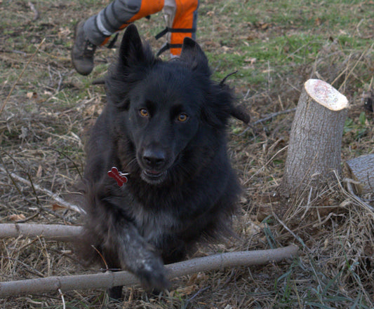 Rocky our Borador Firewood Dog